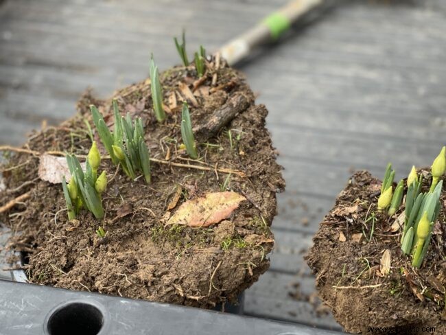 Trasplante de narcisos en enero