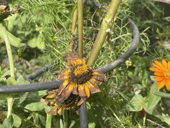 5 tareas del jardín para principios de otoño