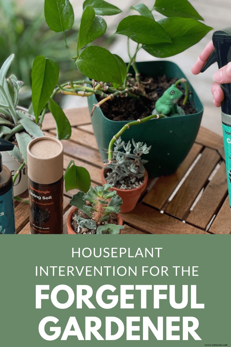 Intervención de plantas de interior para el jardinero olvidadizo