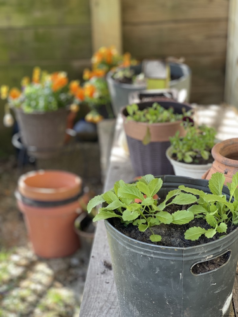 Uso de contenedores en el jardín