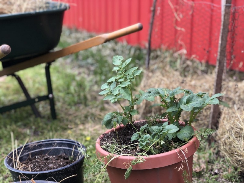 Uso de contenedores en el jardín