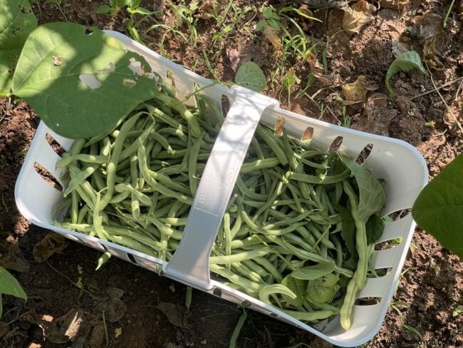 Cómo enlatar judías verdes