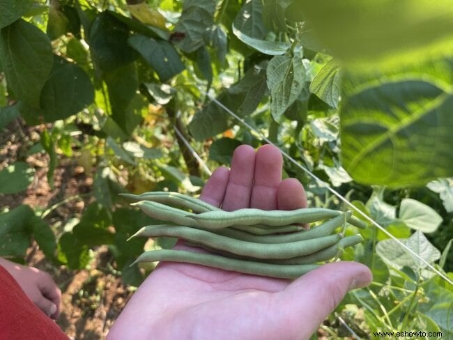 Cómo enlatar judías verdes