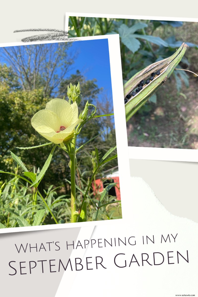 Qué está pasando en mi jardín de septiembre