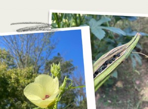 Mi jardín en septiembre: fin de temporada, recolección de semillas y planes para otoño