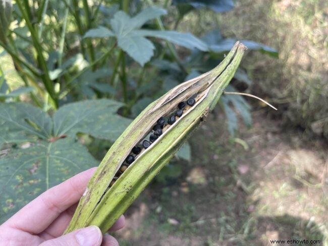 Qué está pasando en mi jardín de septiembre