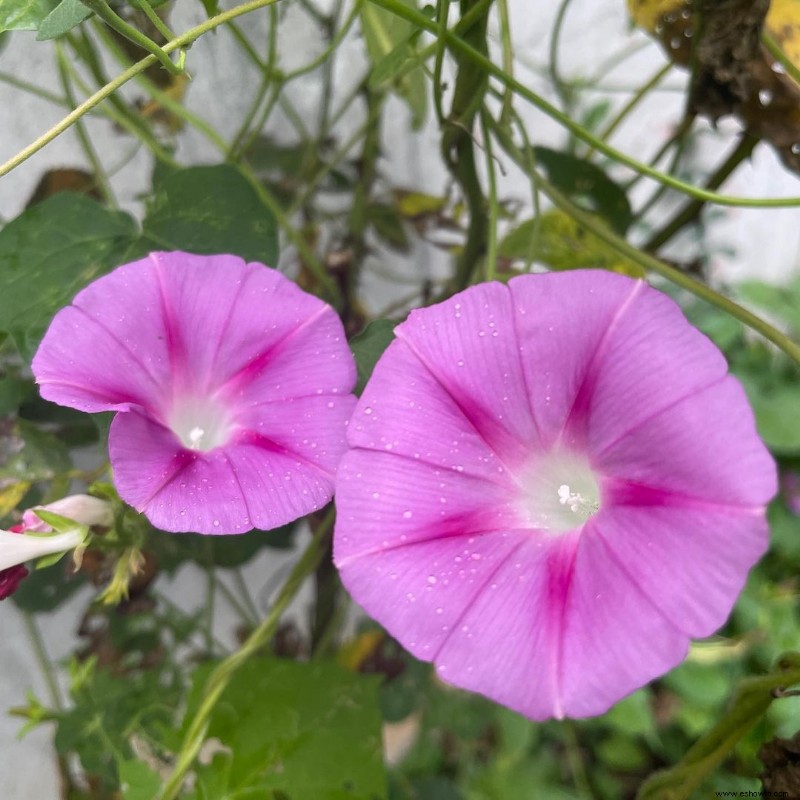 Qué está pasando en mi jardín de septiembre