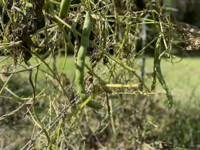 Qué está pasando en mi jardín de septiembre