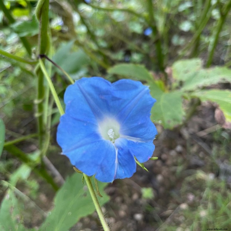 Qué está pasando en mi jardín de septiembre