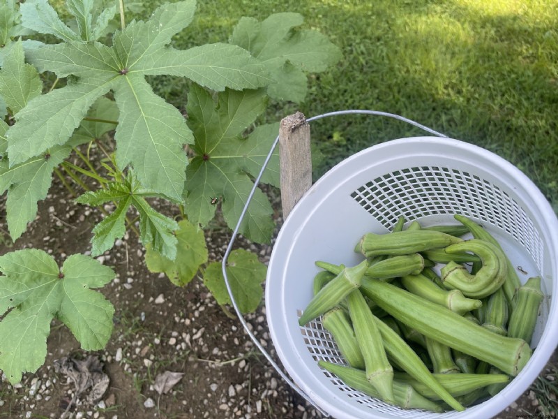 Es temporada de okra