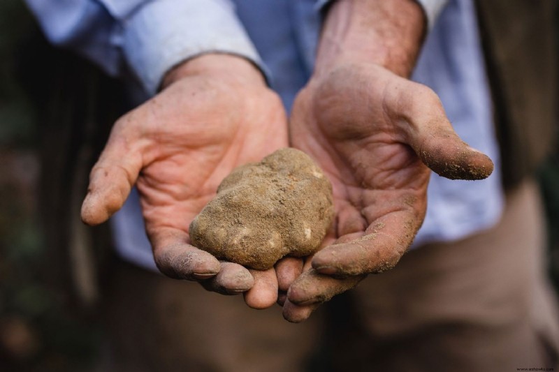 Puedes ir a cazar trufas en bicicleta en esta excursión de ensueño a la Toscana