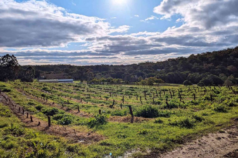 Beba vinos con emúes y canguros en este viñedo de Australia Occidental