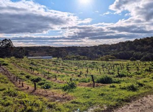 Beba vinos con emúes y canguros en este viñedo de Australia Occidental
