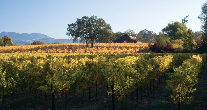 Selecciones de vino blanco de primavera y verano