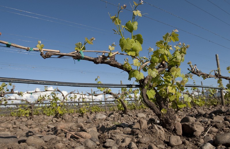 Vinos del estado de Washington