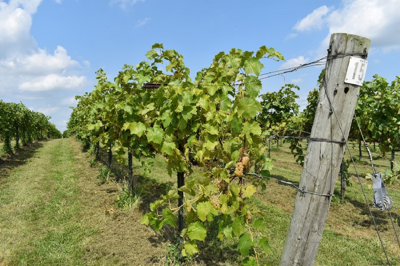 Vinos de Primavera:Tintos