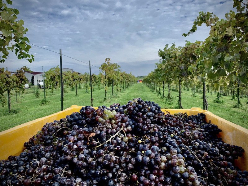 Vinos de Primavera:Tintos