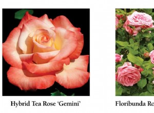 Cómo Plantar Rosas en Otoño: Guía Experta de Randy White para un Jardín Vibrante