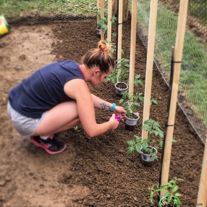 Cómo cultivar judías verdes excelentes:la guía completa