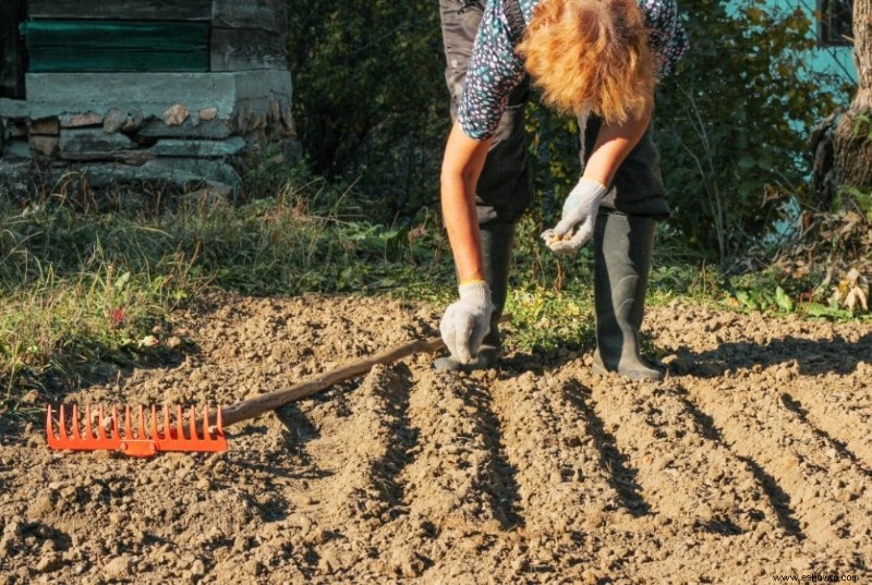 Cómo cultivar judías verdes excelentes:la guía completa