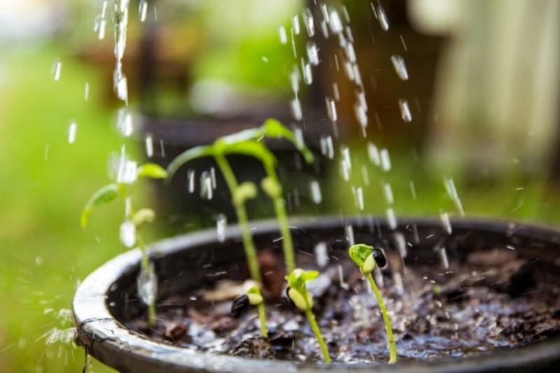 Cómo cultivar judías verdes excelentes:la guía completa