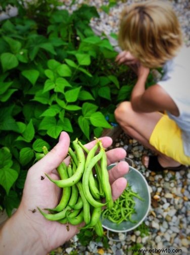 Cómo cultivar judías verdes excelentes:la guía completa