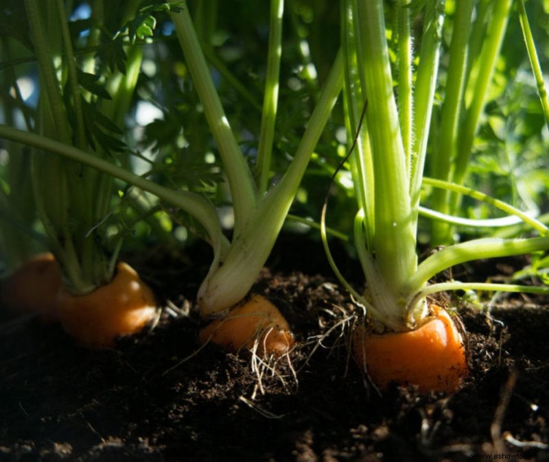 15 vegetales fáciles de cultivar para el jardinero perezoso