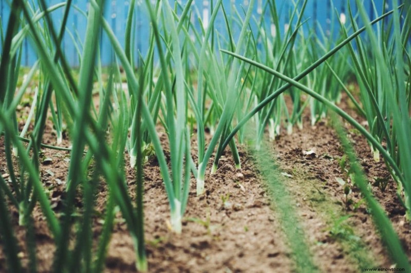 15 vegetales fáciles de cultivar para el jardinero perezoso