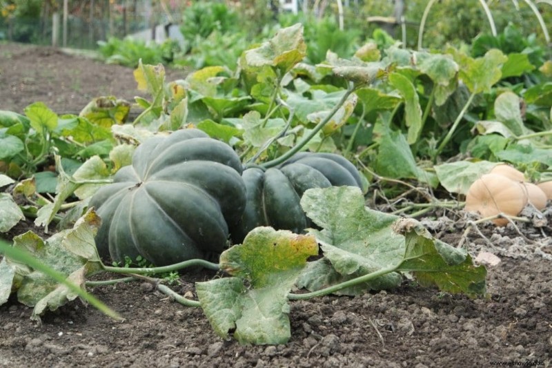 15 vegetales fáciles de cultivar para el jardinero perezoso