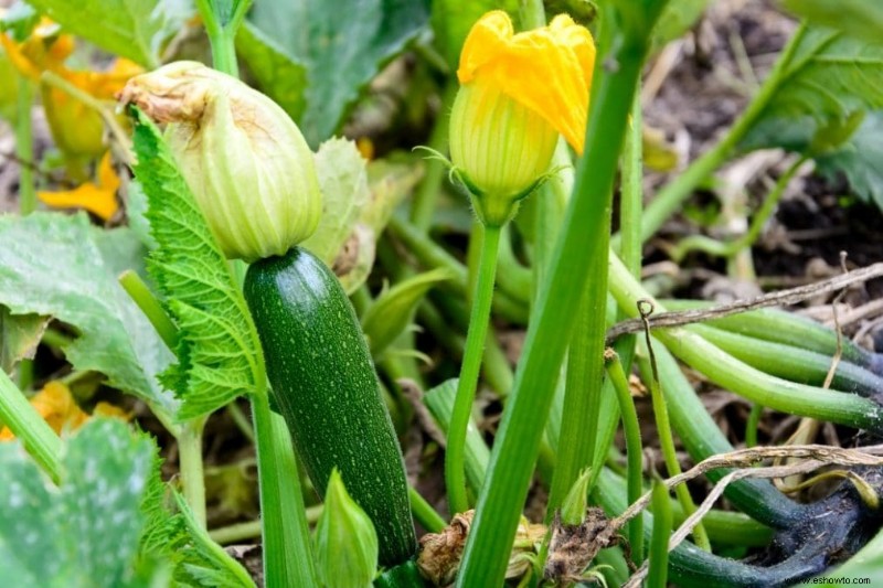 15 vegetales fáciles de cultivar para el jardinero perezoso