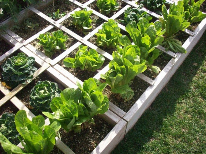 15 vegetales fáciles de cultivar para el jardinero perezoso