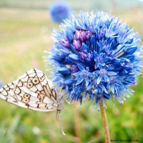 26 de las mejores mariposas perennes de jardín:¡la n.º 19 es preciosa!