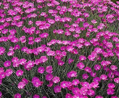 26 de las mejores mariposas perennes de jardín:¡la n.º 19 es preciosa!