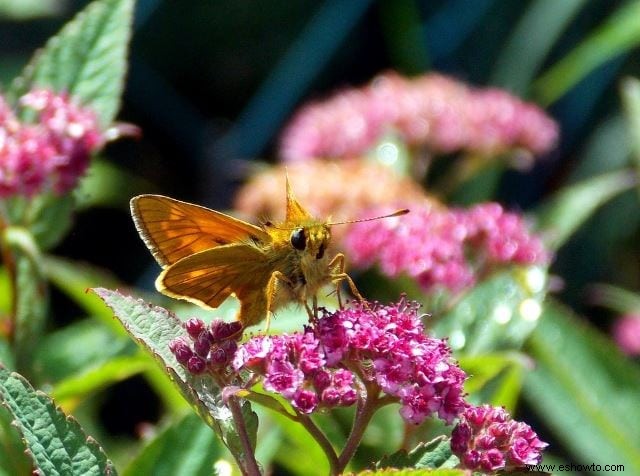 26 de las mejores mariposas perennes de jardín:¡la n.º 19 es preciosa!