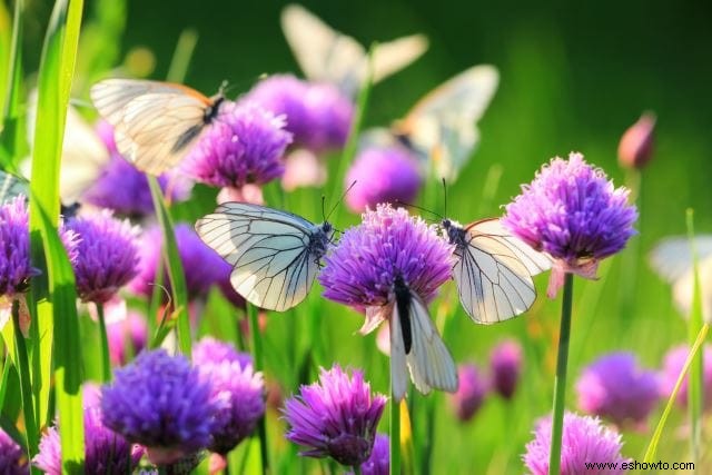 26 de las mejores mariposas perennes de jardín:¡la n.º 19 es preciosa!