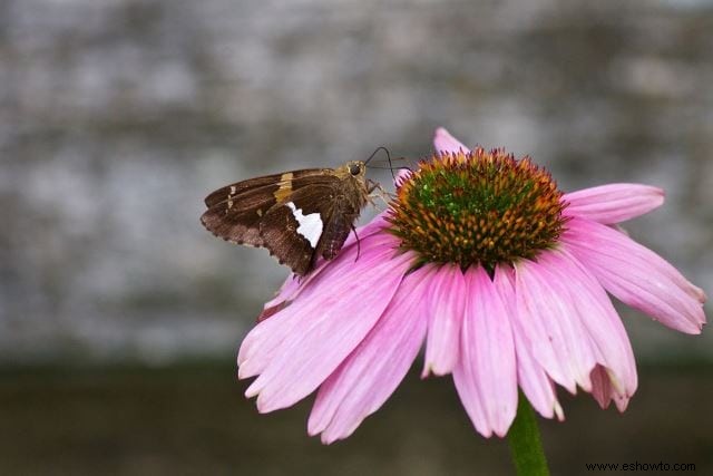 26 de las mejores mariposas perennes de jardín:¡la n.º 19 es preciosa!