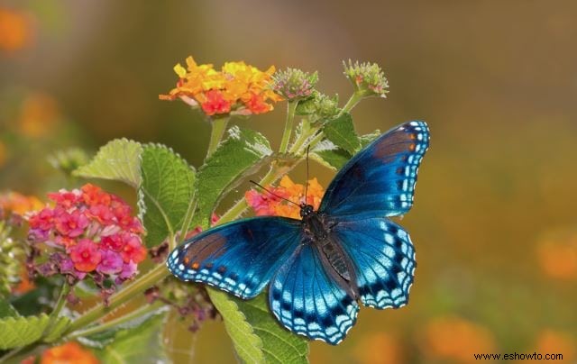 26 de las mejores mariposas perennes de jardín:¡la n.º 19 es preciosa!