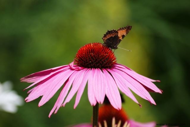 26 de las mejores mariposas perennes de jardín:¡la n.º 19 es preciosa!