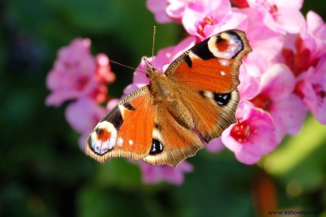 26 de las mejores mariposas perennes de jardín:¡la n.º 19 es preciosa!