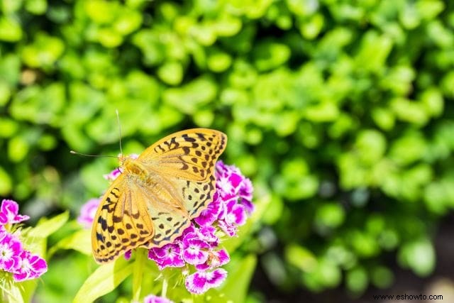 26 de las mejores mariposas perennes de jardín:¡la n.º 19 es preciosa!