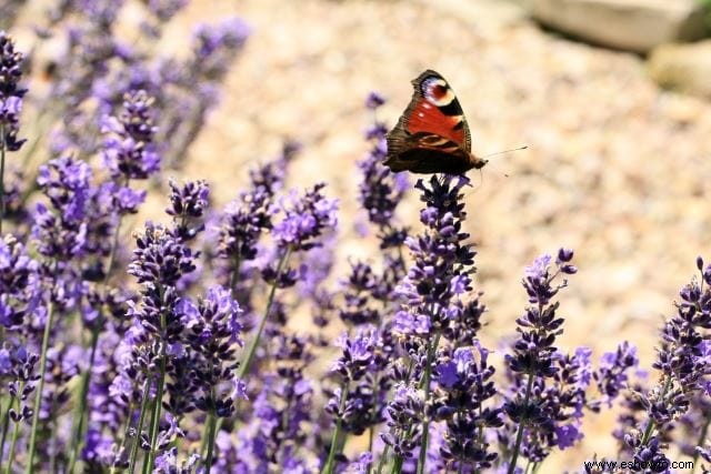 26 de las mejores mariposas perennes de jardín:¡la n.º 19 es preciosa!