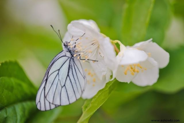 26 de las mejores mariposas perennes de jardín:¡la n.º 19 es preciosa!