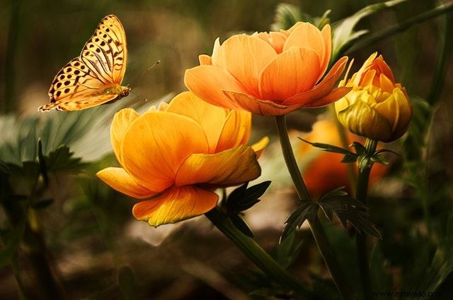 26 de las mejores mariposas perennes de jardín:¡la n.º 19 es preciosa!