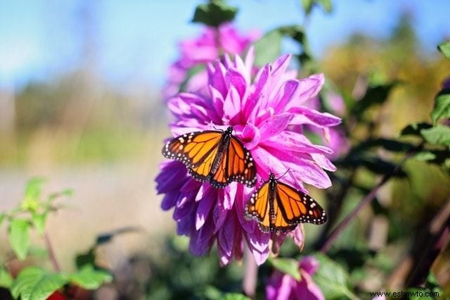 26 de las mejores mariposas perennes de jardín:¡la n.º 19 es preciosa!