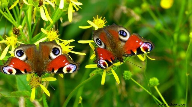 26 de las mejores mariposas perennes de jardín:¡la n.º 19 es preciosa!