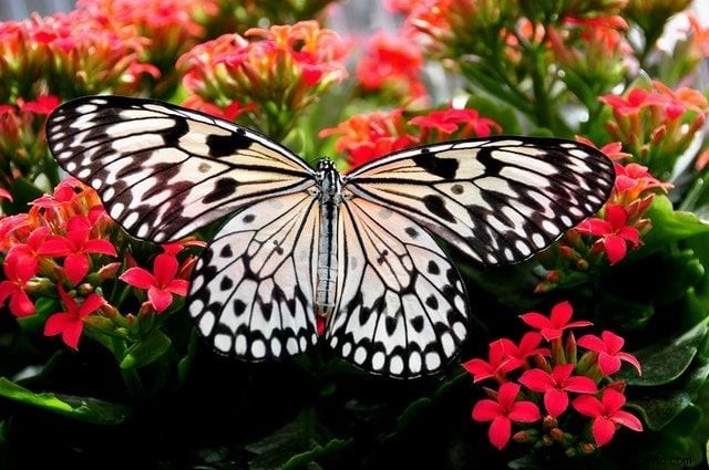 26 de las mejores mariposas perennes de jardín:¡la n.º 19 es preciosa!