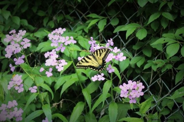 26 de las mejores mariposas perennes de jardín:¡la n.º 19 es preciosa!