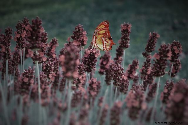 26 de las mejores mariposas perennes de jardín:¡la n.º 19 es preciosa!