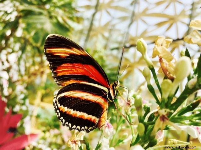 26 de las mejores mariposas perennes de jardín:¡la n.º 19 es preciosa!