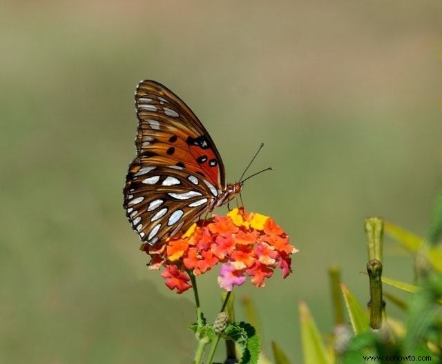 26 de las mejores mariposas perennes de jardín:¡la n.º 19 es preciosa!